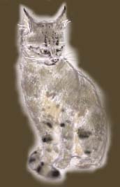 ヒメ・座る 大